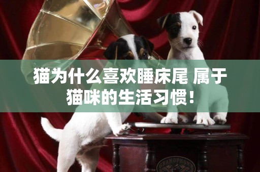 貓為什么喜歡睡床尾 屬于貓咪的生活習慣！