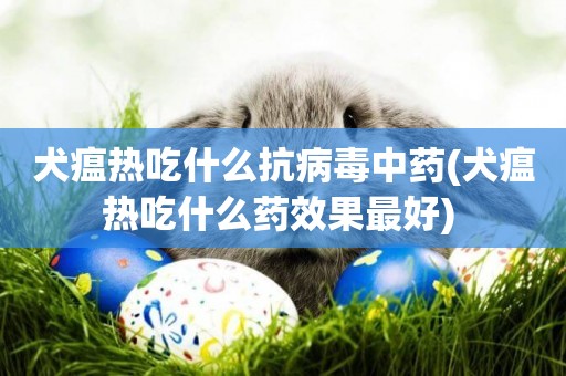 犬瘟熱吃什么抗病毒中藥(犬瘟熱吃什么藥效果最好) 