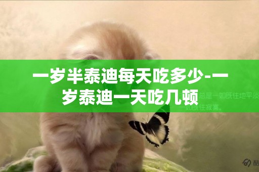 一歲半泰迪每天吃多少-一歲泰迪一天吃幾頓