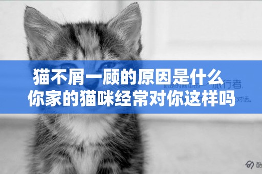 貓不屑一顧的原因是什么 你家的貓咪經常對你這樣嗎