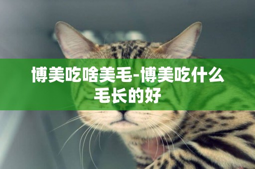 博美吃啥美毛-博美吃什么毛長的好