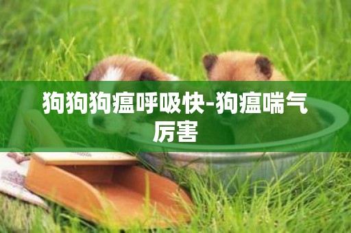 狗狗狗瘟呼吸快-狗瘟喘氣厲害