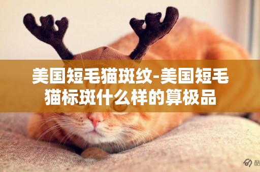 美國短毛貓斑紋-美國短毛貓標斑什么樣的算極品