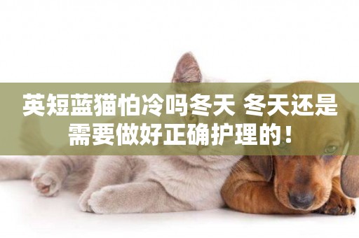 英短藍貓怕冷嗎冬天 冬天還是需要做好正確護理的！