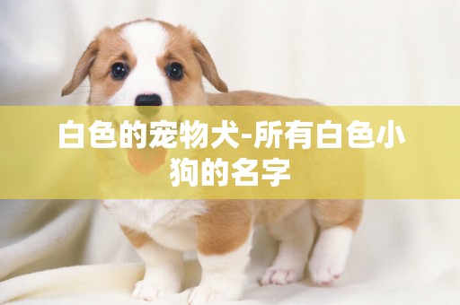 白色的寵物犬-所有白色小狗的名字