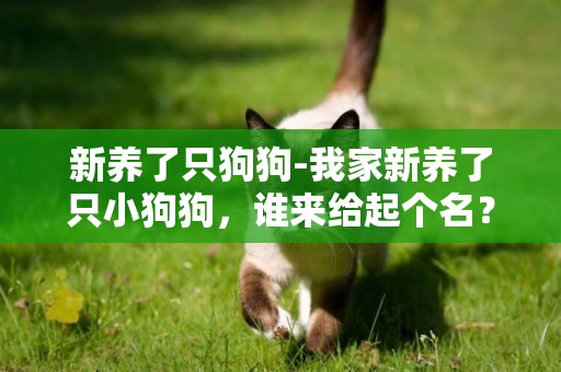 新養了只狗狗-我家新養了只小狗狗，誰來給起個名？？