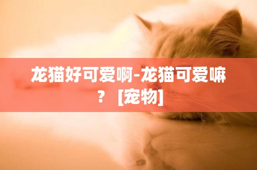 龍貓好可愛啊-龍貓可愛嘛？ [寵物]