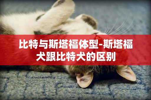 比特與斯塔福體型-斯塔福犬跟比特犬的區別
