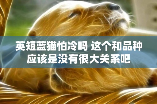 英短藍貓怕冷嗎 這個和品種應該是沒有很大關系吧