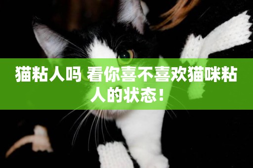 貓粘人嗎 看你喜不喜歡貓咪粘人的狀態！
