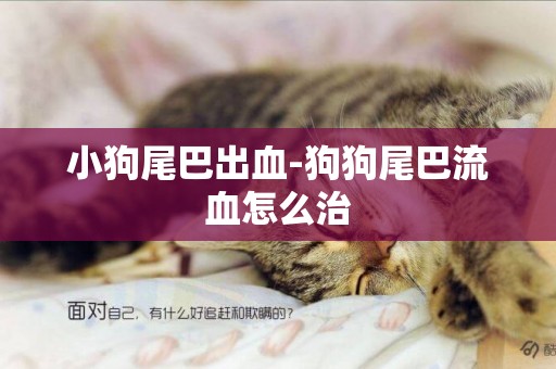 小狗尾巴出血-狗狗尾巴流血怎么治