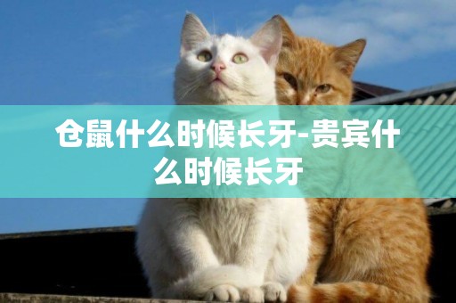 倉鼠什么時候長牙-貴賓什么時候長牙
