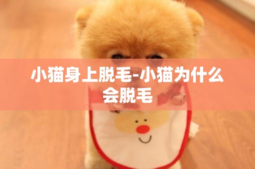 小貓身上脫毛-小貓為什么會脫毛