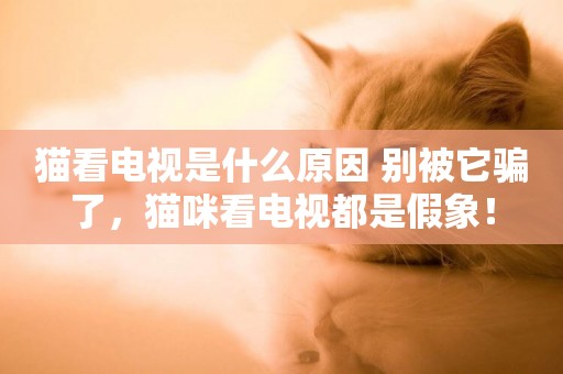 貓看電視是什么原因 別被它騙了，貓咪看電視都是假象！