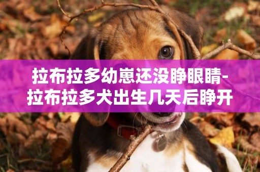 拉布拉多幼崽還沒睜眼睛-拉布拉多犬出生幾天后睜開眼睛