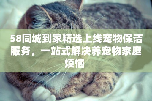 58同城到家精選上線寵物保潔服務，一站式解決養寵物家庭煩惱 