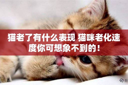 貓老了有什么表現 貓咪老化速度你可想象不到的! 貓老了有什么表現 貓咪老化速度你可想象不到的!