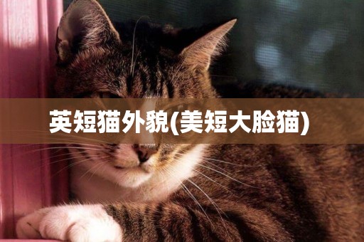 英短貓外貌(美短大臉貓) 