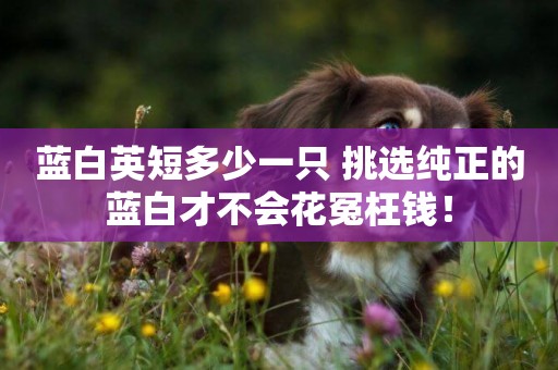 藍白英短多少一只 挑選純正的藍白才不會花冤枉錢！