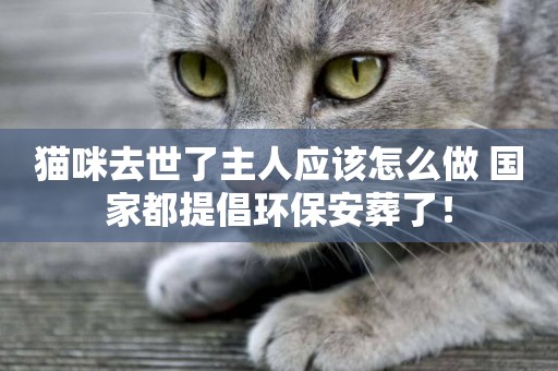貓咪去世了主人應該怎么做 國家都提倡環保安葬了！