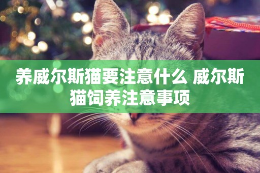 養威爾斯貓要注意什么 威爾斯貓飼養注意事項
