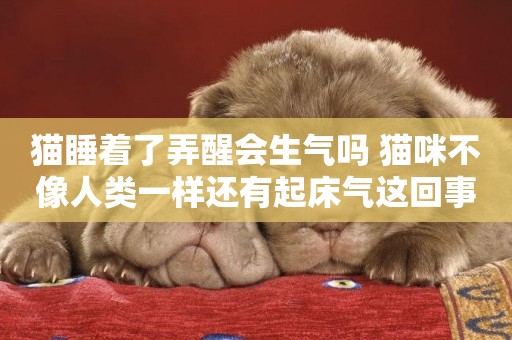 貓睡著了弄醒會生氣嗎 貓咪不像人類一樣還有起床氣這回事