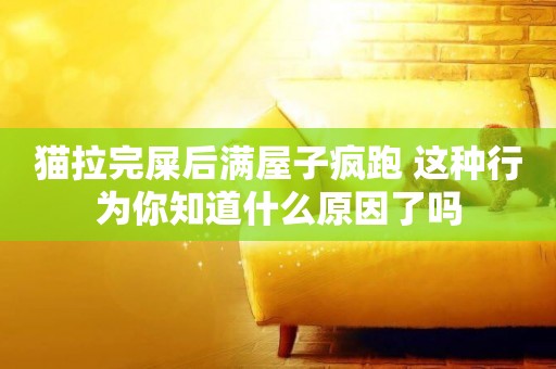 貓拉完屎后滿屋子瘋跑 這種行為你知道什么原因了嗎