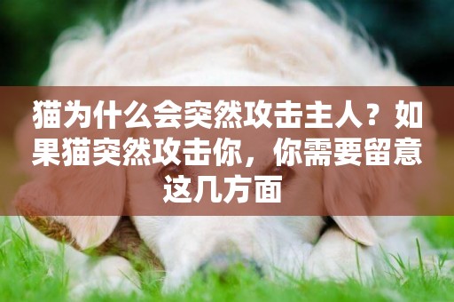 貓為什么會突然攻擊主人？如果貓突然攻擊你，你需要留意這幾方面 