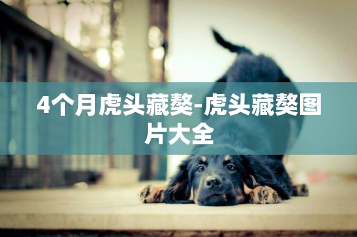 4個月虎頭藏獒-虎頭藏獒圖片大全