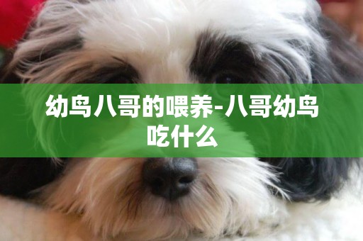 幼鳥八哥的喂養-八哥幼鳥吃什么