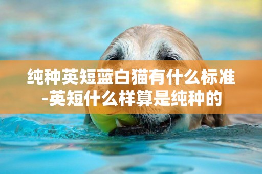 純種英短藍白貓有什么標準-英短什么樣算是純種的