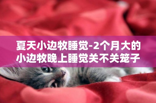 夏天小邊牧睡覺-2個月大的小邊牧晚上睡覺關不關籠子？