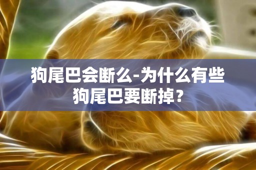 狗尾巴會斷么-為什么有些狗尾巴要斷掉？
