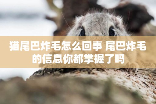 貓尾巴炸毛怎么回事 尾巴炸毛的信息你都掌握了嗎