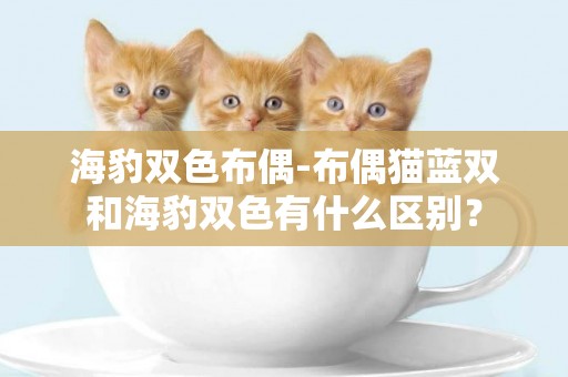 海豹雙色布偶-布偶貓藍雙和海豹雙色有什么區別？