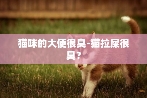 貓咪的大便很臭-貓拉屎很臭？