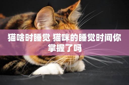 貓啥時睡覺 貓咪的睡覺時間你掌握了嗎