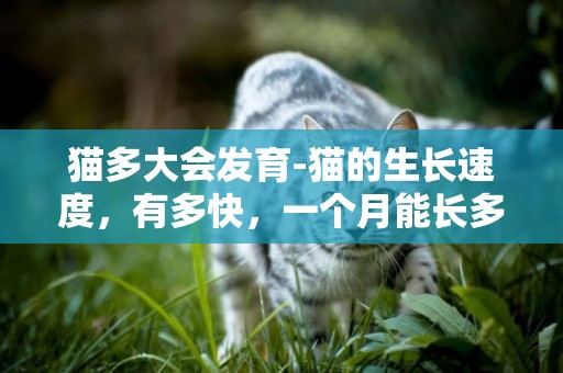 貓多大會發育-貓的生長速度，有多快，一個月能長多大