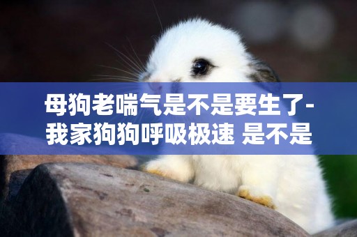 母狗老喘氣是不是要生了-我家狗狗呼吸極速 是不是要生了