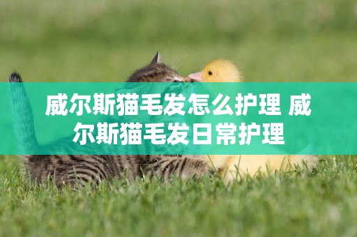 威爾斯貓毛發怎么護理 威爾斯貓毛發日常護理
