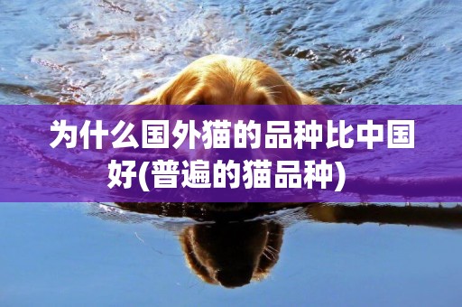 為什么國外貓的品種比中國好(普遍的貓品種) 