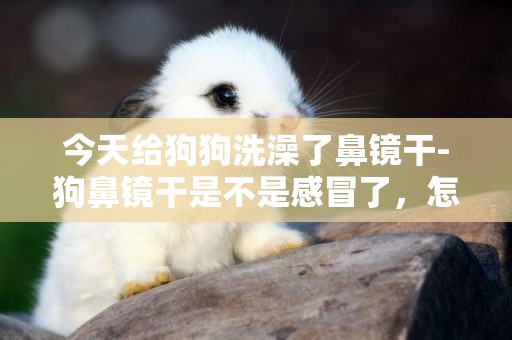 今天給狗狗洗澡了鼻鏡干-狗鼻鏡干是不是感冒了，怎么辦？