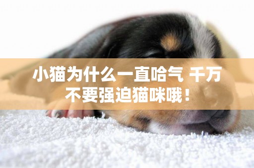 小貓為什么一直哈氣 千萬不要強迫貓咪哦！