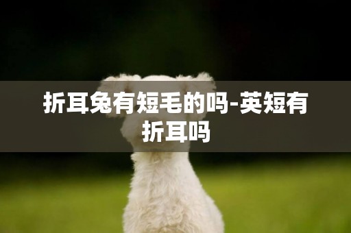折耳兔有短毛的嗎-英短有折耳嗎