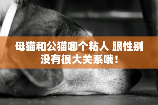 母貓和公貓哪個粘人 跟性別沒有很大關系哦！