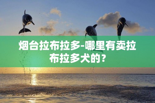 煙臺拉布拉多-哪里有賣拉布拉多犬的？