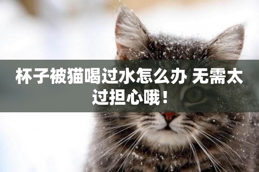 杯子被貓喝過水怎么辦 無需太過擔心哦！