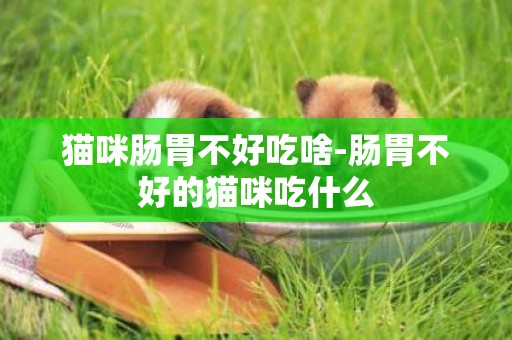 貓咪腸胃不好吃啥-腸胃不好的貓咪吃什么
