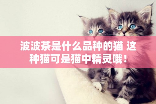波波茶是什么品種的貓 這種貓可是貓中精靈哦！