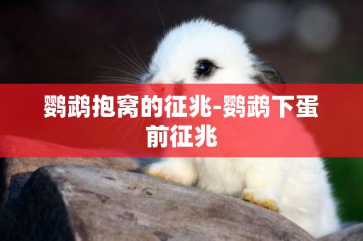 鸚鵡抱窩的征兆-鸚鵡下蛋前征兆